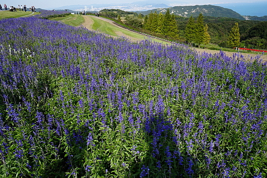 あわじ花さじきで秋の色_f0037227_19354149.jpg