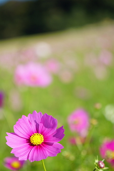 あわじ花さじきで秋の色_f0037227_19355011.jpg