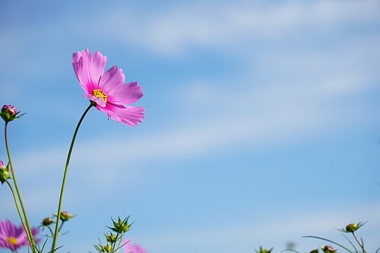 あわじ花さじきで秋の色_f0037227_19355890.jpg