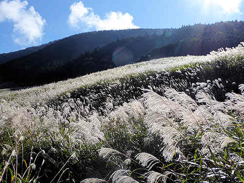 d0039443_15232524.jpg