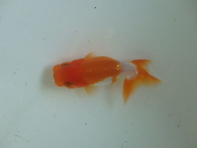 f0334143_8495023.jpg