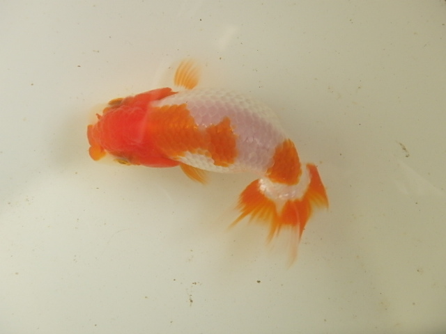 f0334143_852225.jpg
