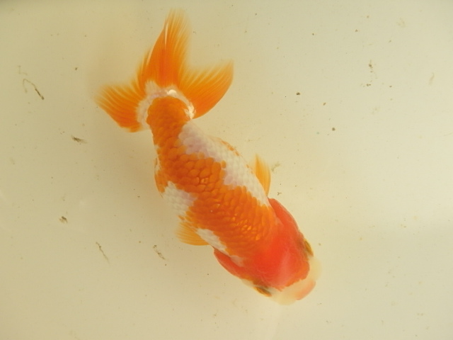 f0334143_8523139.jpg
