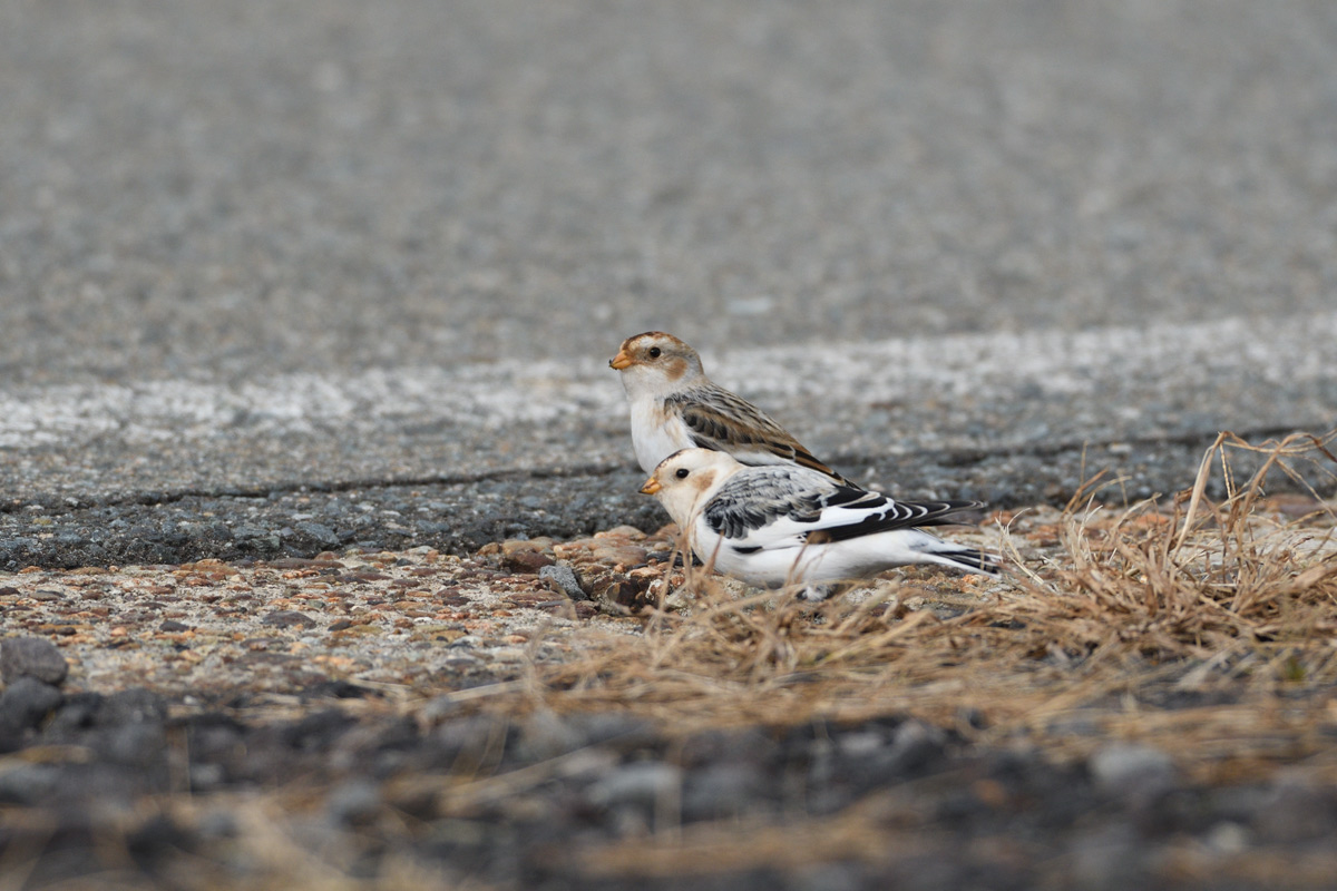 ２０１６年１０月、１１月の鳥たち  _a0039245_2243234.jpg