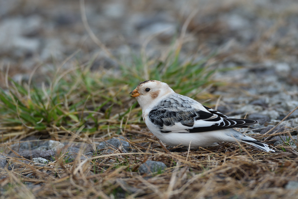 ２０１６年１０月、１１月の鳥たち  _a0039245_2246243.jpg