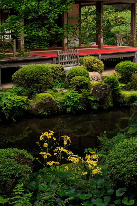 ツワブキ咲く三千院_f0155048_23472996.jpg