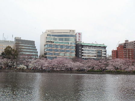 2015年不忍池で花見_d0063149_09390920.jpg