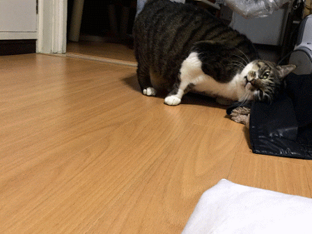 d0063149_09481271.gif
