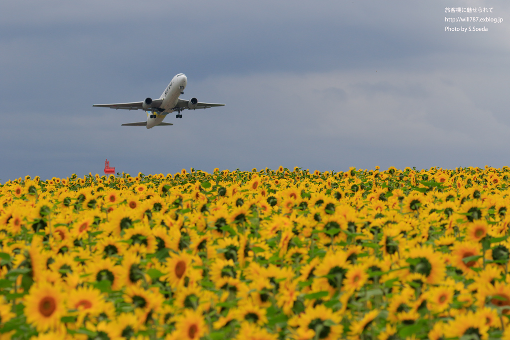 秋の女満別空港 #6_d0242350_2015218.jpg