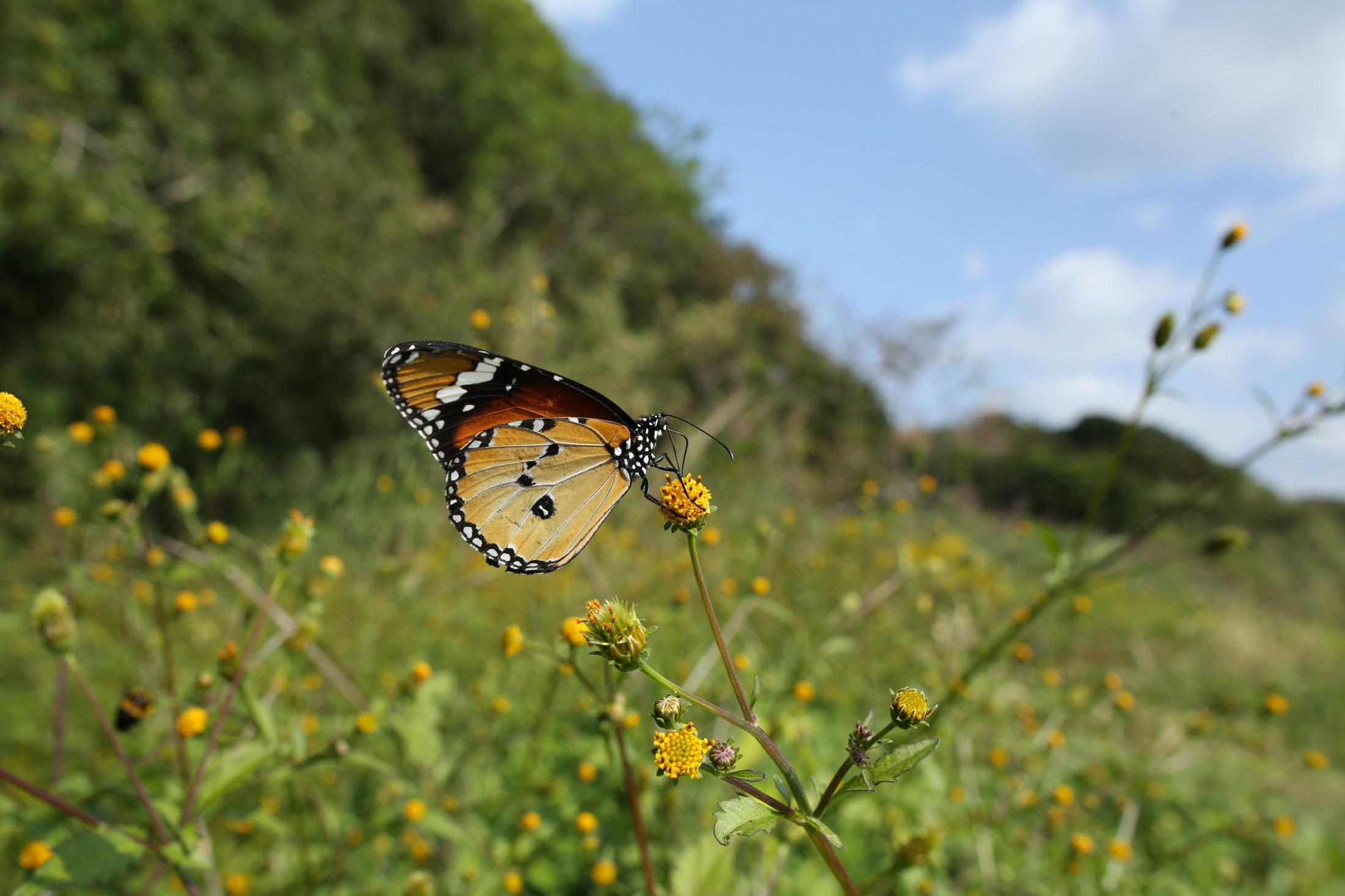 蝶と暮らす一年 2016_f0345350_23145620.jpg