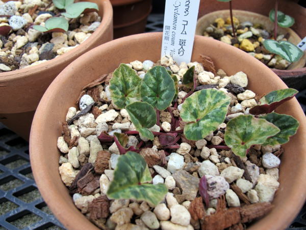 c0147952_18582810.jpg
