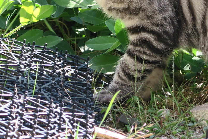 落花生の収獲と、庭に来るネコ達_e0348754_07280889.jpg