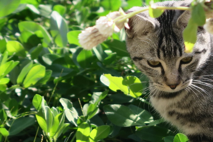 落花生の収獲と、庭に来るネコ達_e0348754_07314125.jpg