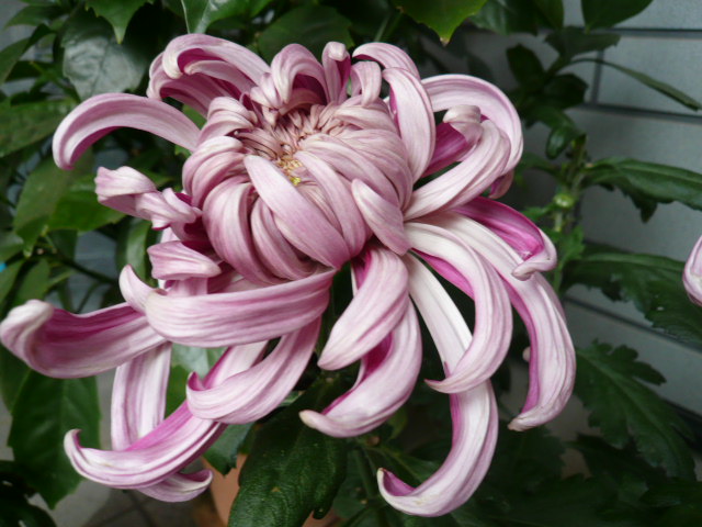 c0043055_1165783.jpg