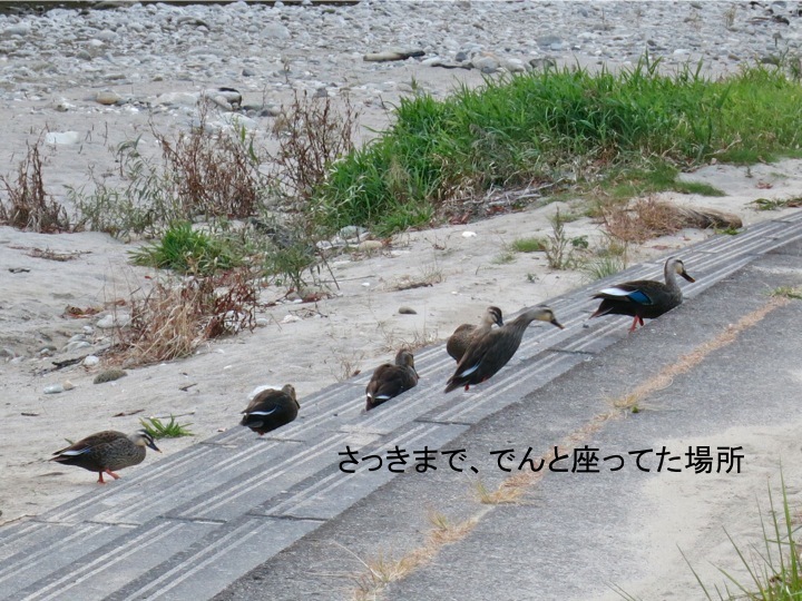 今シーズンの鴨ん(カモン!)_c0260460_17241405.jpg