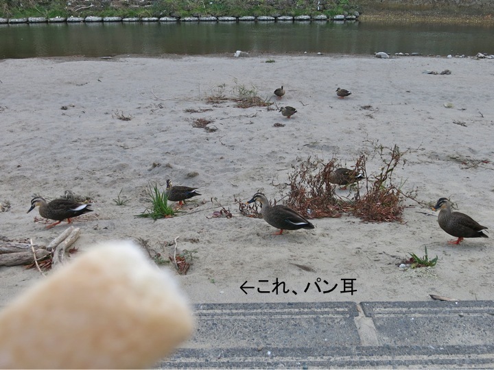 今シーズンの鴨ん(カモン!)_c0260460_17243273.jpg
