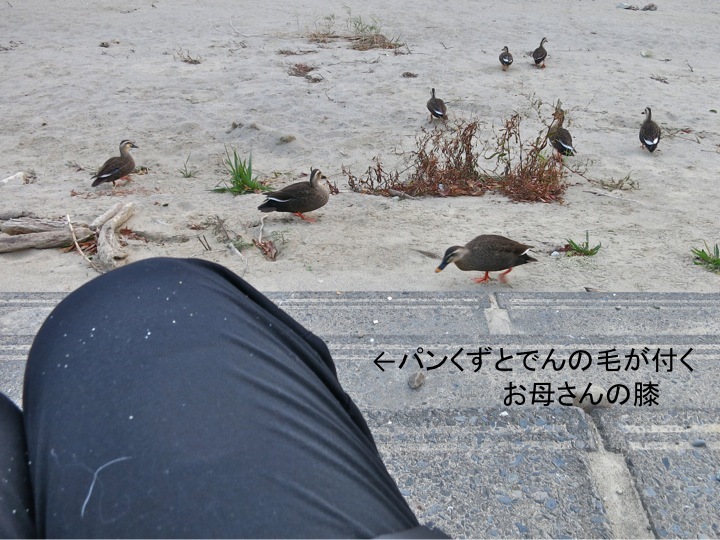 今シーズンの鴨ん(カモン!)_c0260460_17250222.jpg