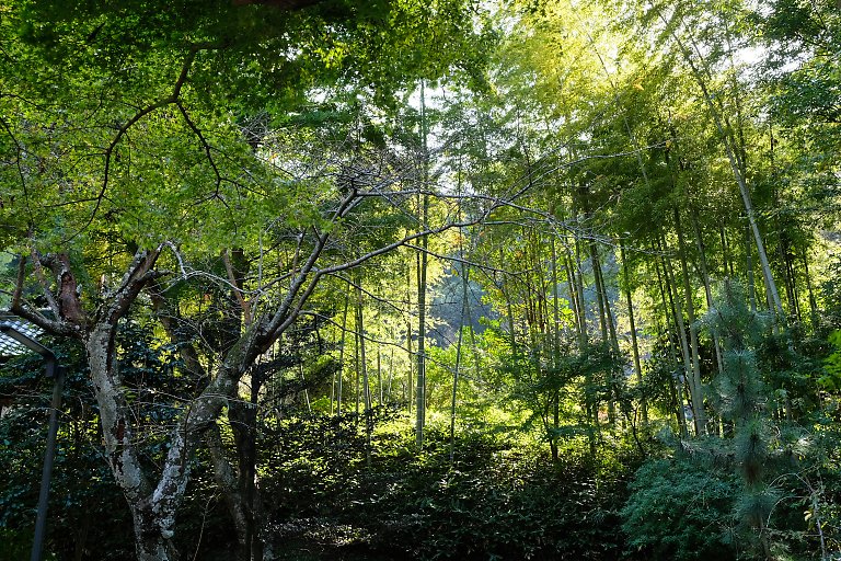 円覚寺（11月7日）_c0057265_1027211.jpg