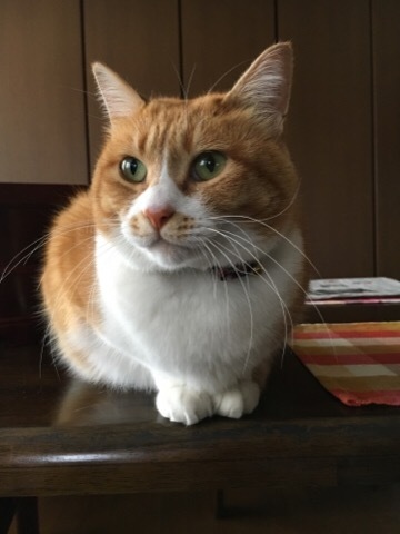 ストーブのお出まし_f0363168_08462130.jpeg