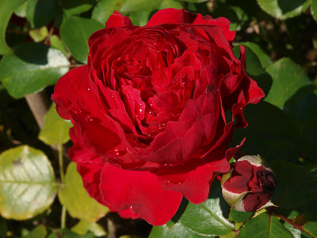 b0006870_21474744.jpg