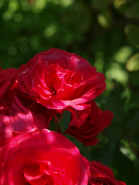 b0006870_21482782.jpg