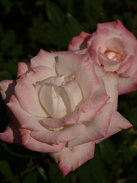 b0006870_21512580.jpg