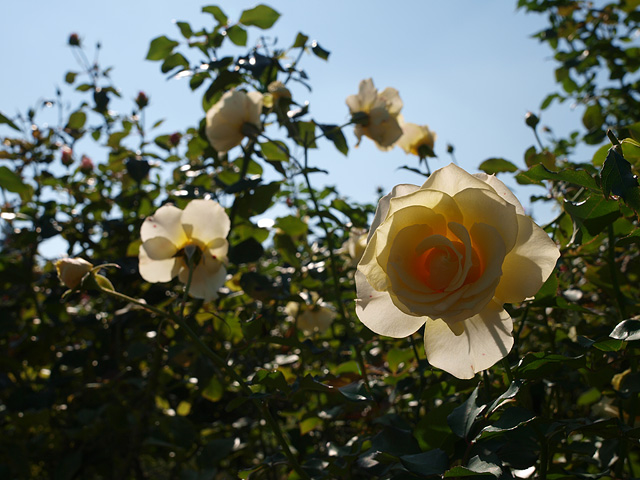 b0006870_2152484.jpg
