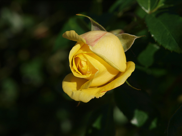 b0006870_215362.jpg