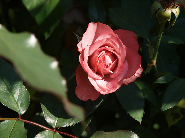 b0006870_2154225.jpg