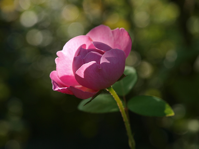 b0006870_21573425.jpg