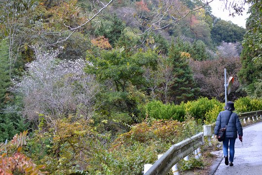  路傍の花、樹々の鳥（133）　～　寒桜　咲いて迎える　古稀の冬　～  _b0102572_1452153.jpg