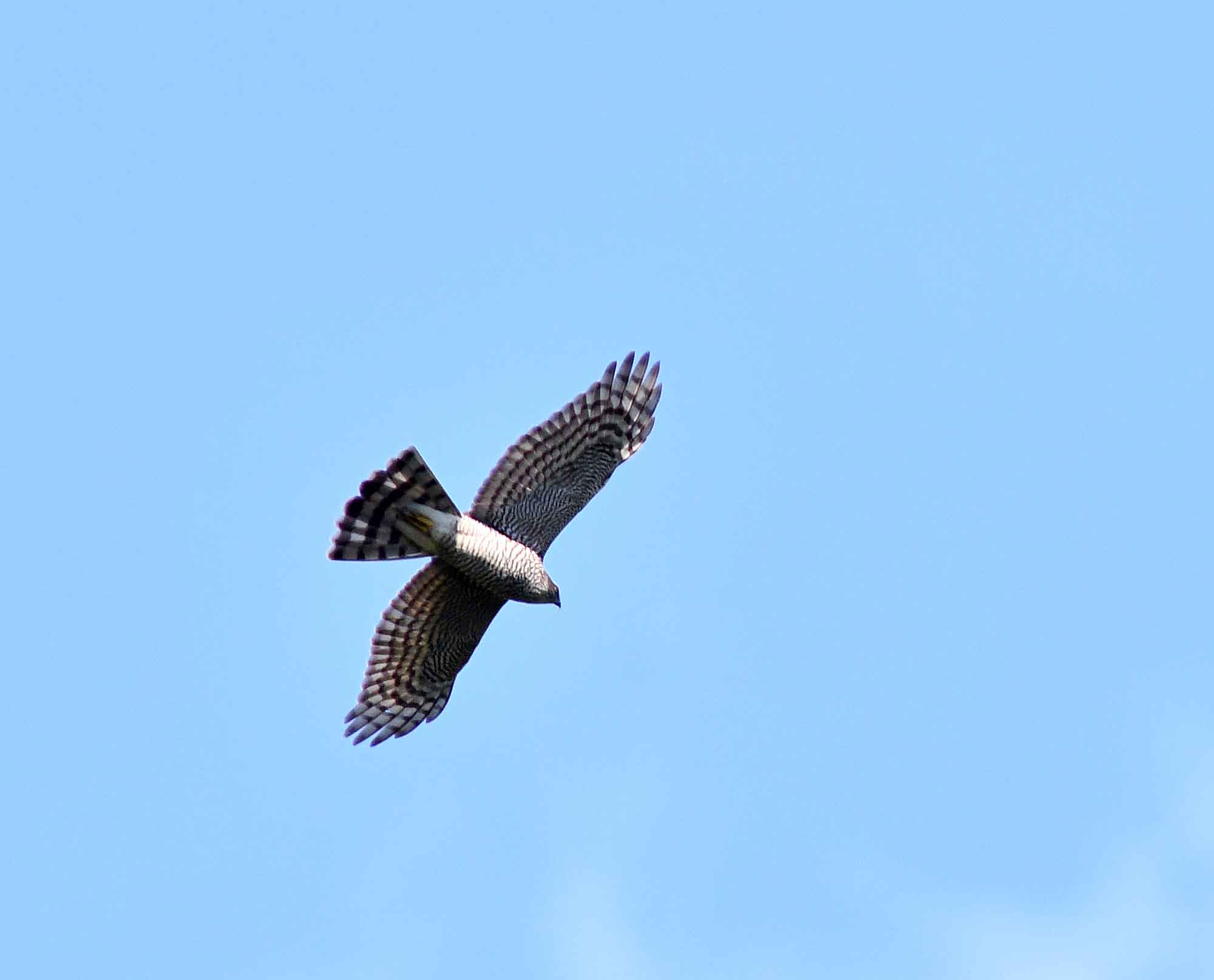 c0176183_16154815.jpg