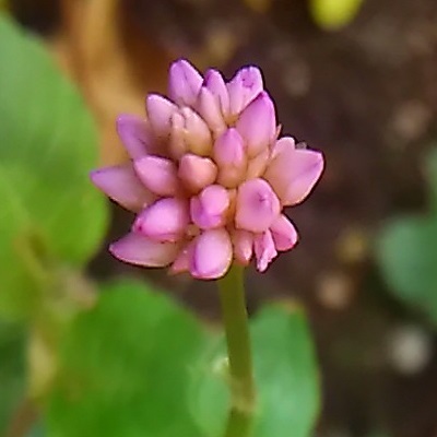 d0081485_11312095.jpg