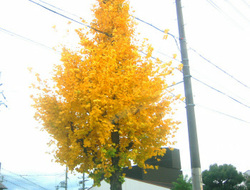e0360512_14252846.jpg