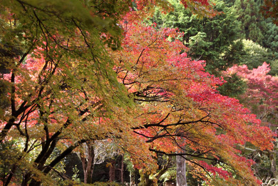 紅葉探訪2 吟松寺_e0048413_1948393.jpg