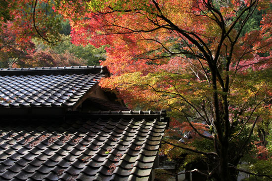 紅葉探訪2 吟松寺_e0048413_19491264.jpg