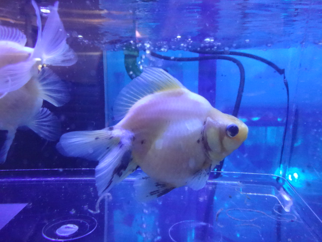 161110 熱帯魚・金魚・淡水魚・水草・観葉植物_f0189122_13142457.jpg