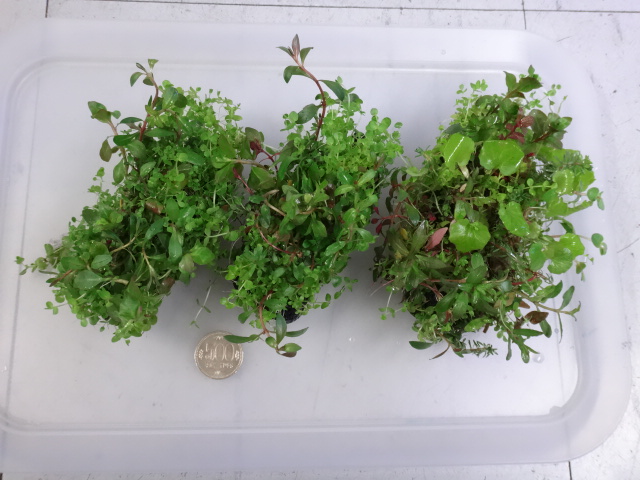161110 熱帯魚・金魚・淡水魚・水草・観葉植物_f0189122_13153129.jpg
