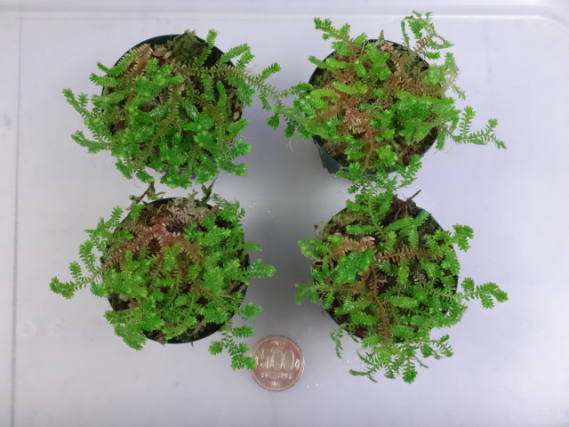 161110 熱帯魚・金魚・淡水魚・水草・観葉植物_f0189122_1318221.jpg