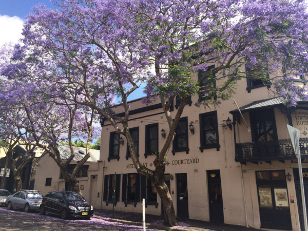 Jacaranda_c0076823_19591402.jpg