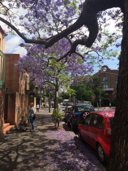 Jacaranda_c0076823_19591477.jpg