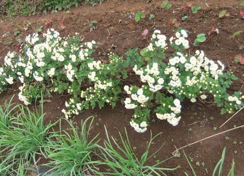 玉ねぎの植え付け準備完了!_b0137932_21321267.jpg