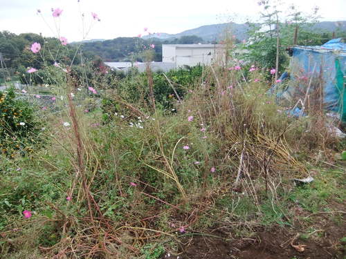 早生玉ねぎの植え付け.._b0137932_21325646.jpg