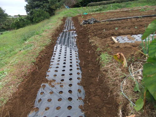 玉ねぎの植え付け準備完了!_b0137932_2134673.jpg