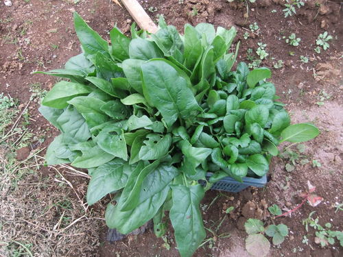 玉ねぎの植え付け準備完了!_b0137932_21421578.jpg