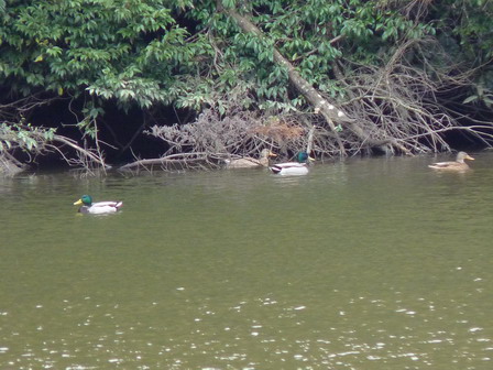 12月上旬の気温、百葉箱_a0123836_1802325.jpg