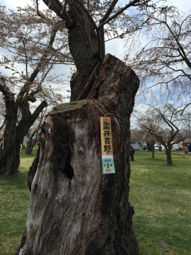 2016年G.W 函館桜ツアー(1)_d0059240_13451340.jpg