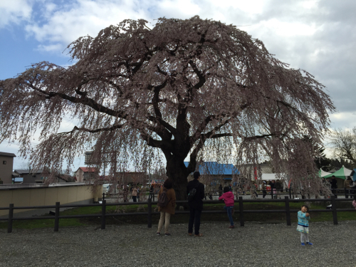 2016年G.W 函館桜ツアー(1)_d0059240_13451608.jpg