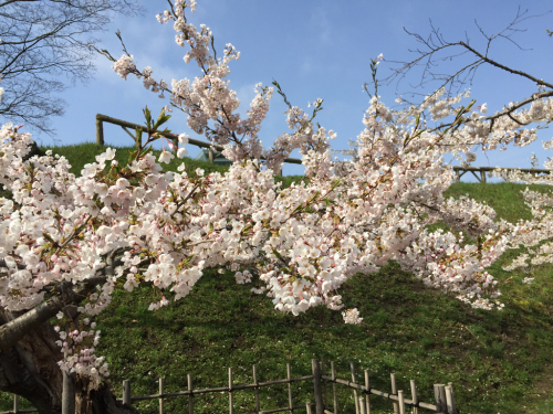 2016.G.W函館 桜ツアー(2)_d0059240_14132567.jpg