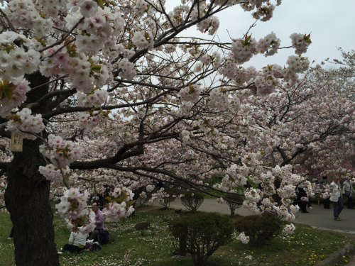 2016.G.W 函館桜ツアー(3)_d0059240_14264934.jpg